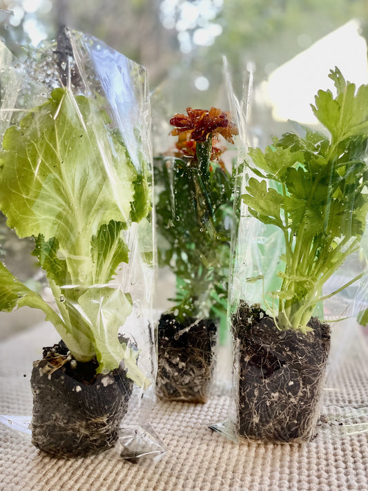 3 starter plants (local pick-up only, 90740), Starter Kit