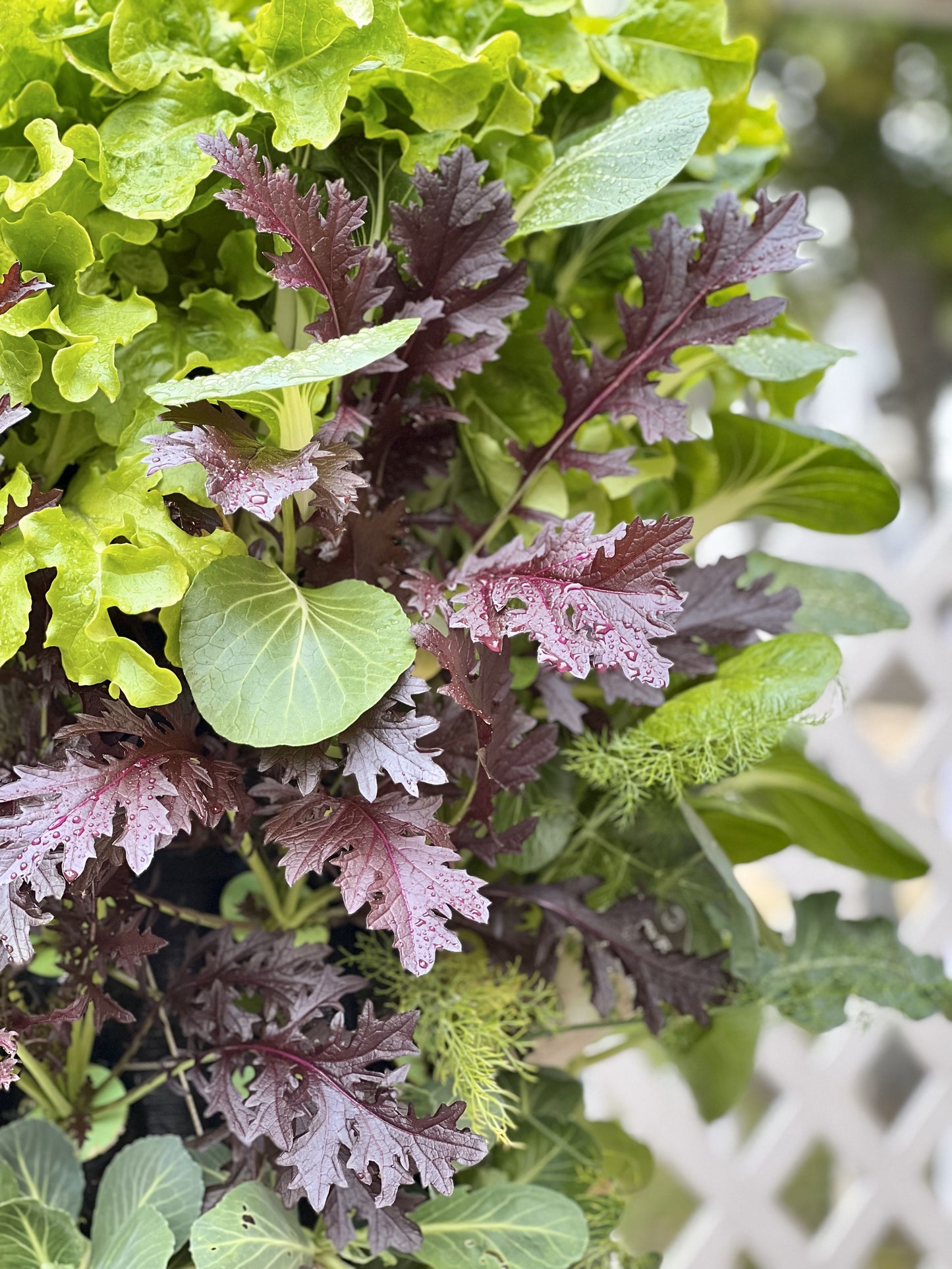 54 pod Aeroponic garden system